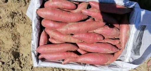 [烟薯批发]河北唐山滦南县红薯 1.00元/斤薯25 ,3/6两 _ 一亩田